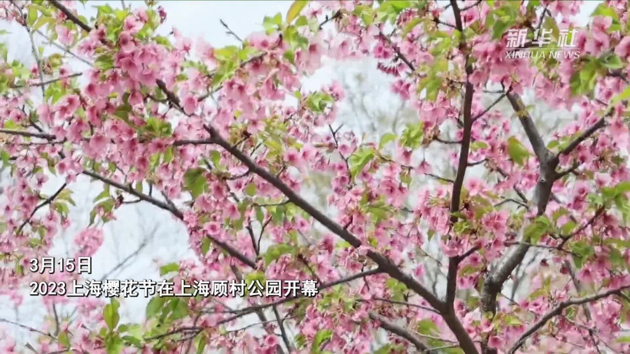 2023上海樱花节开幕