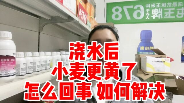 浇水后 小麦更黄了 怎么回事 如何解决