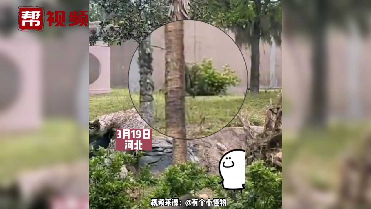 游客拍下动物园大猩猩,直立行走还甩手,气质直接被拿捏