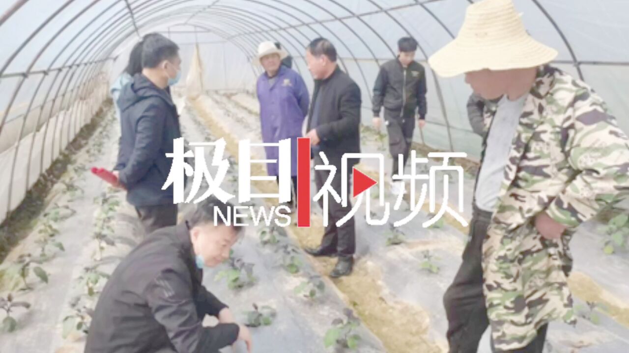 【视频】田间地头讲技术,农业专家送课到农户家