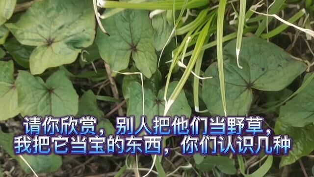 这5总常见的野草,认识的人当宝,不认识的人当野草,你认识几种#农作物 #种植技术