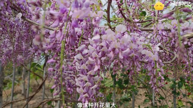 一年就开一次的紫藤花,花量巨大,香气扑鼻