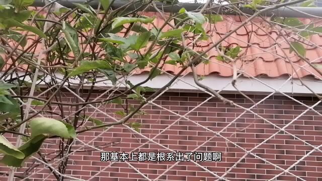 “烂根、僵苗、不生长”24小时恢复!方法简单,其他植物也可以