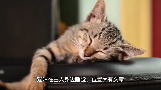 猫咪睡觉的位置大有文章