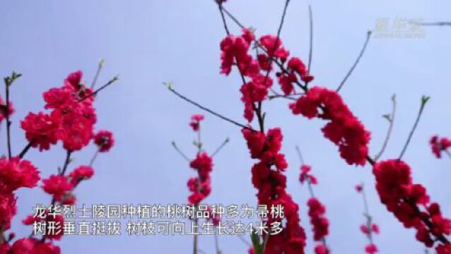 延乔墓旁桃花开了,还有这些“时空来信”你们看到了吗?