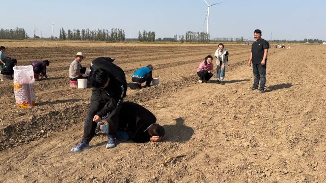 小茹夫妻跟伙伴蒜地干活,豆豆招大娘们喜欢,集体给介绍对象