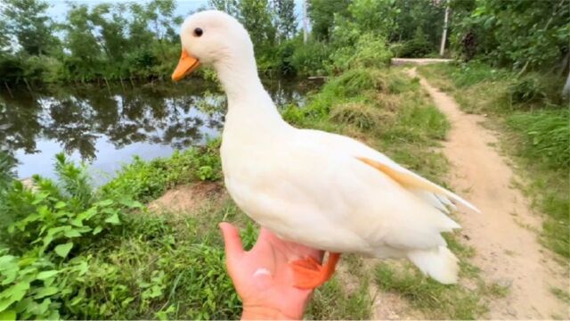 鸭界的颜值巅峰!身娇体柔白花花,可爱粘人柯尔鸭