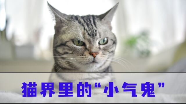 4大小气猫,看看你家的猫咪上榜了吗?