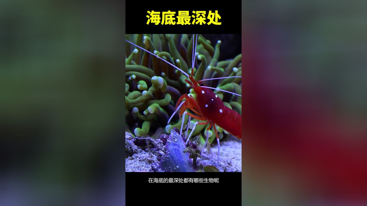 海洋的最深处都有什么?你敢去深海历险吗?看完长知识