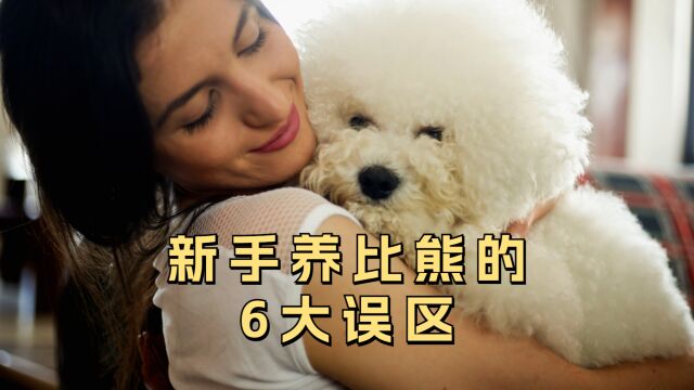 新手养比熊的6大误区,我劝你别犯!