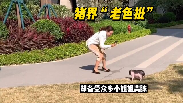 猪界“老色批”老四,除了和铲屎官无障碍沟通,还备受小姐姐青睐