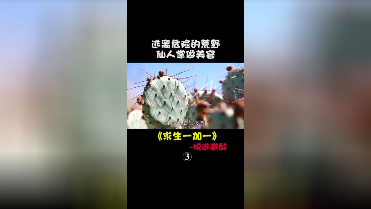 求生一加一:用仙人掌做美容,获取切割工具#荒野求生#我的观影报告