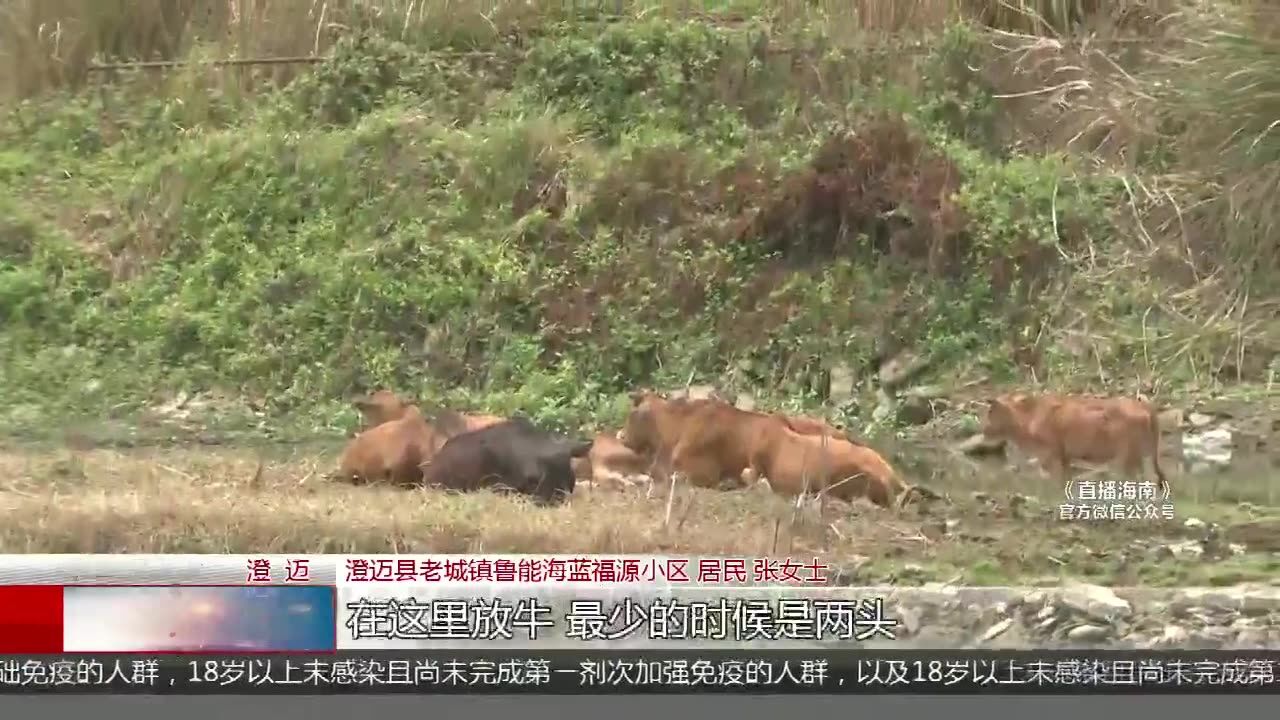 闲置工地成放牛场 周边居民不堪其扰