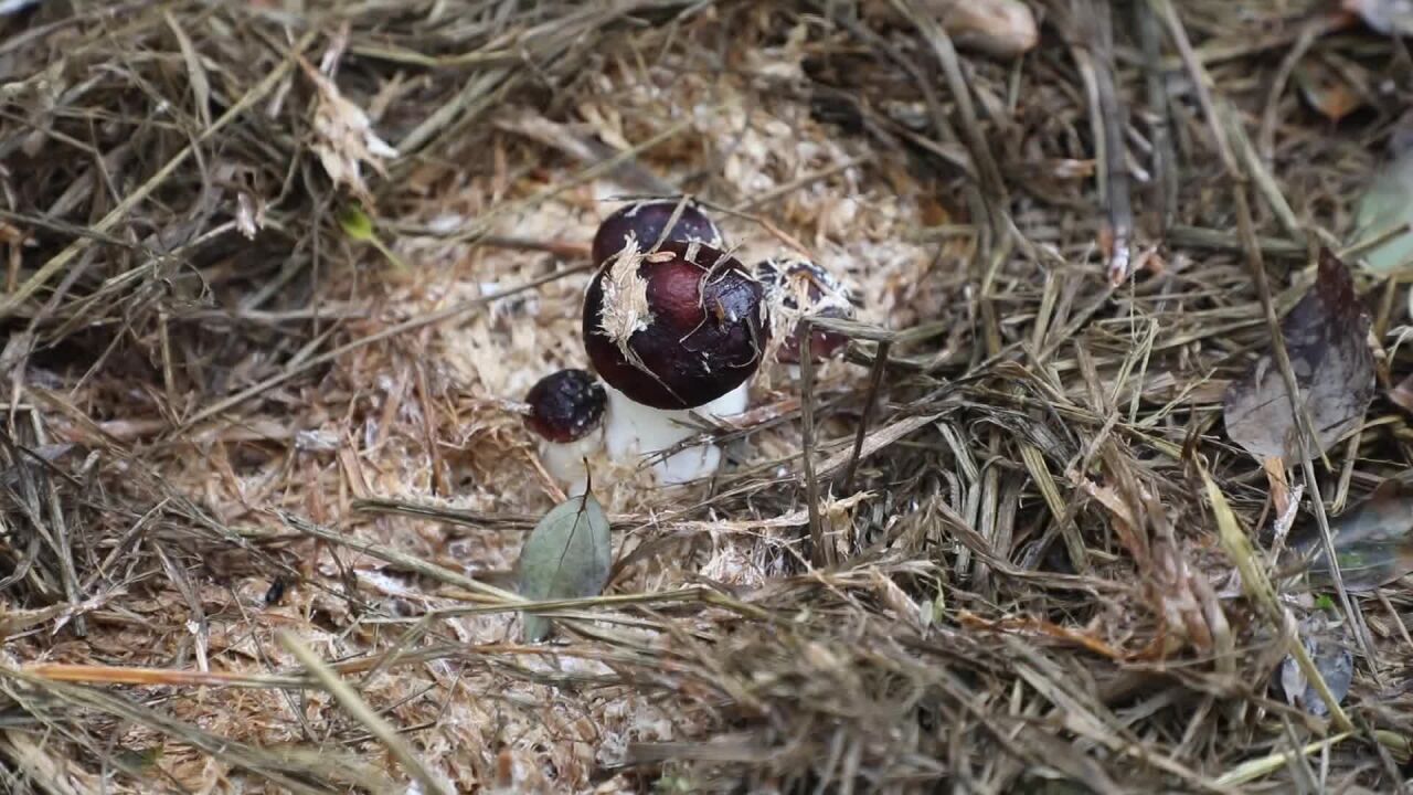 临澧蒋家村:秸秆里“冒出”赤松茸 闯出绿色致富路