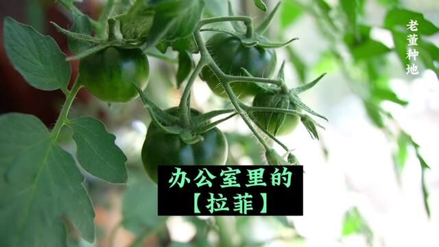 高颜值的拉菲番茄#老董种地 #番茄 #美食 #种子 #阳台种菜