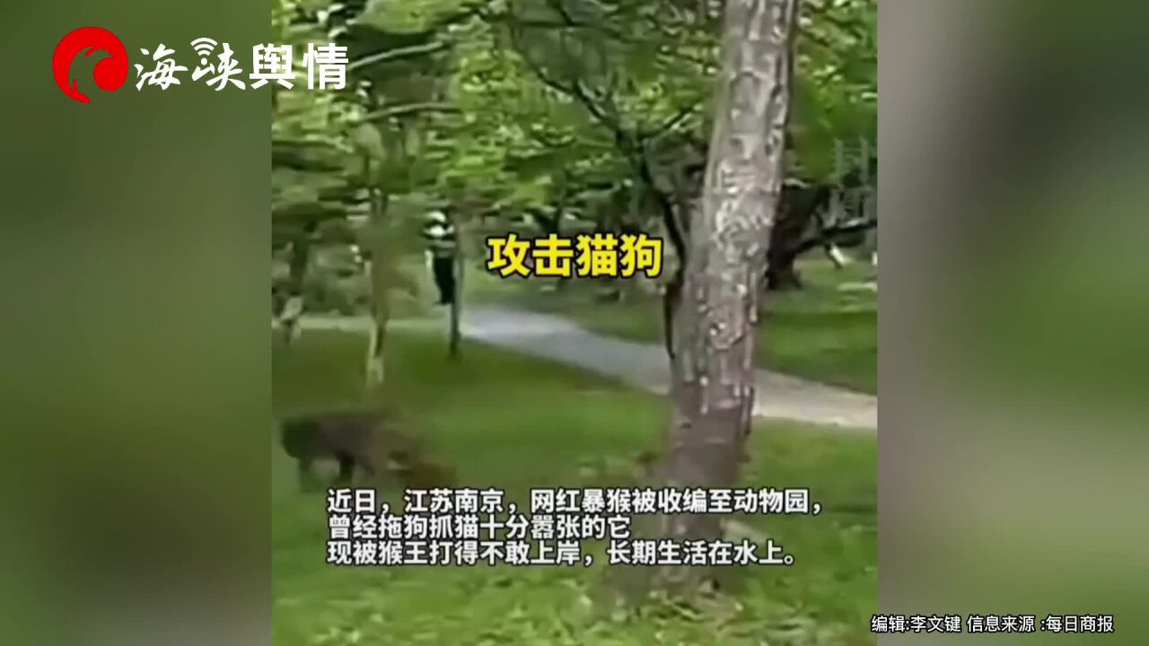 网红暴猴收编至动物园 被猴王收拾长期生活在水上