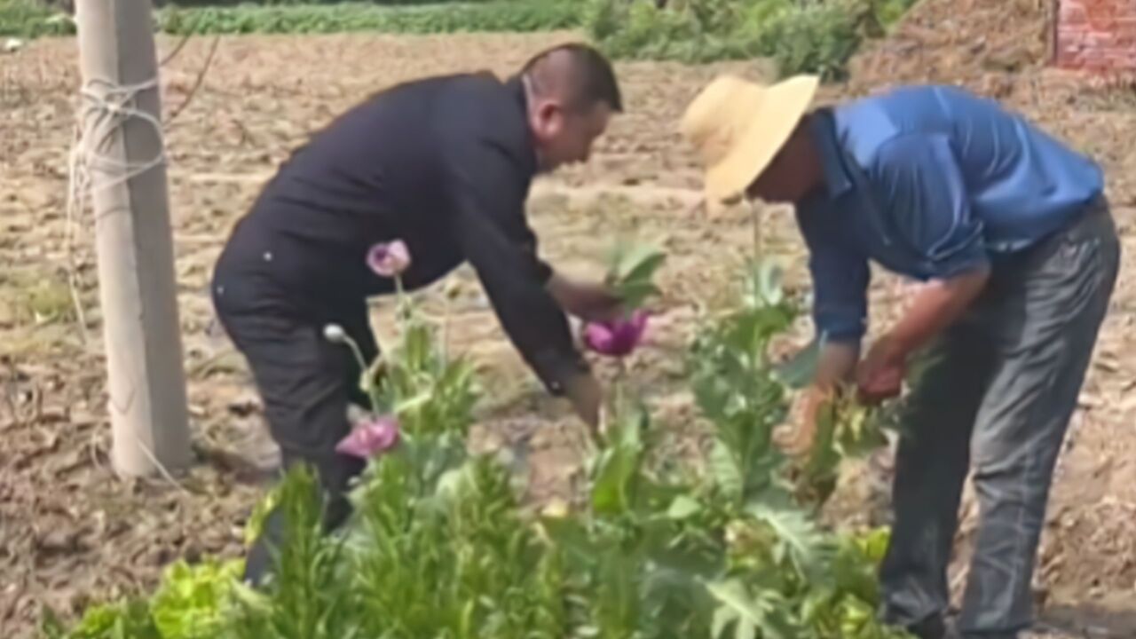 鱼目混珠?男子菜地里种6株罂粟,边上混种了虞美人