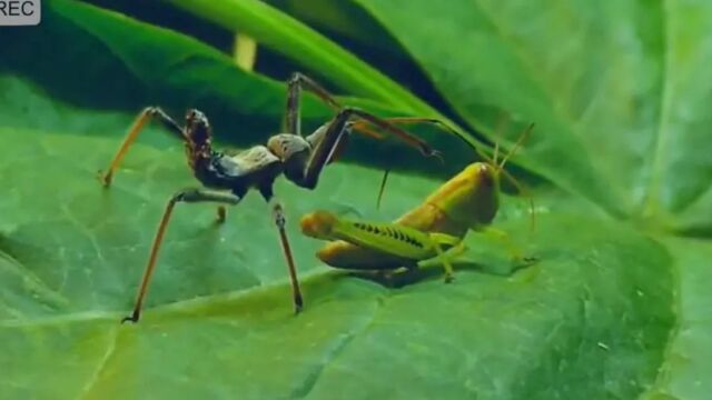 世界上最危险的昆虫之一,吸干猎物内脏血液,进食犹如吸血鬼!