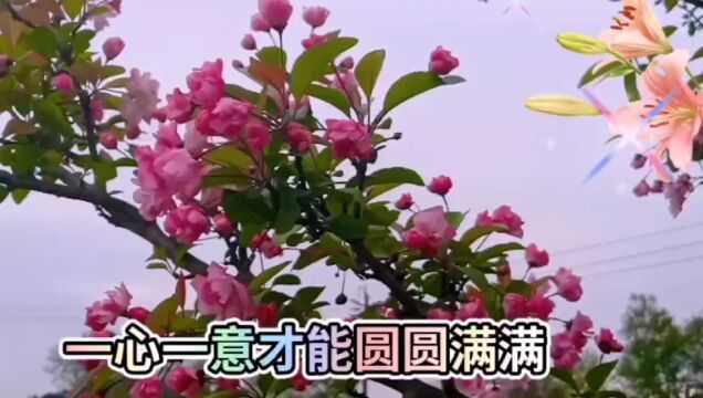 好看的树花花海盛开美景,树花百花齐放,温馨迷人,美不胜收了!