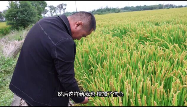 南湖区里稻花香—— “新农人”谈克章的风雨路