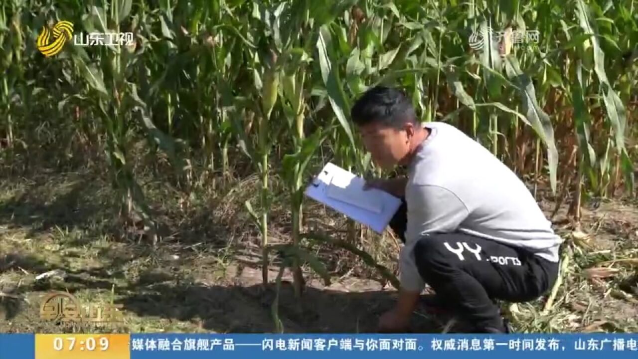 连续三年高产!技术创新,助力盐碱地中低产田变身高产田