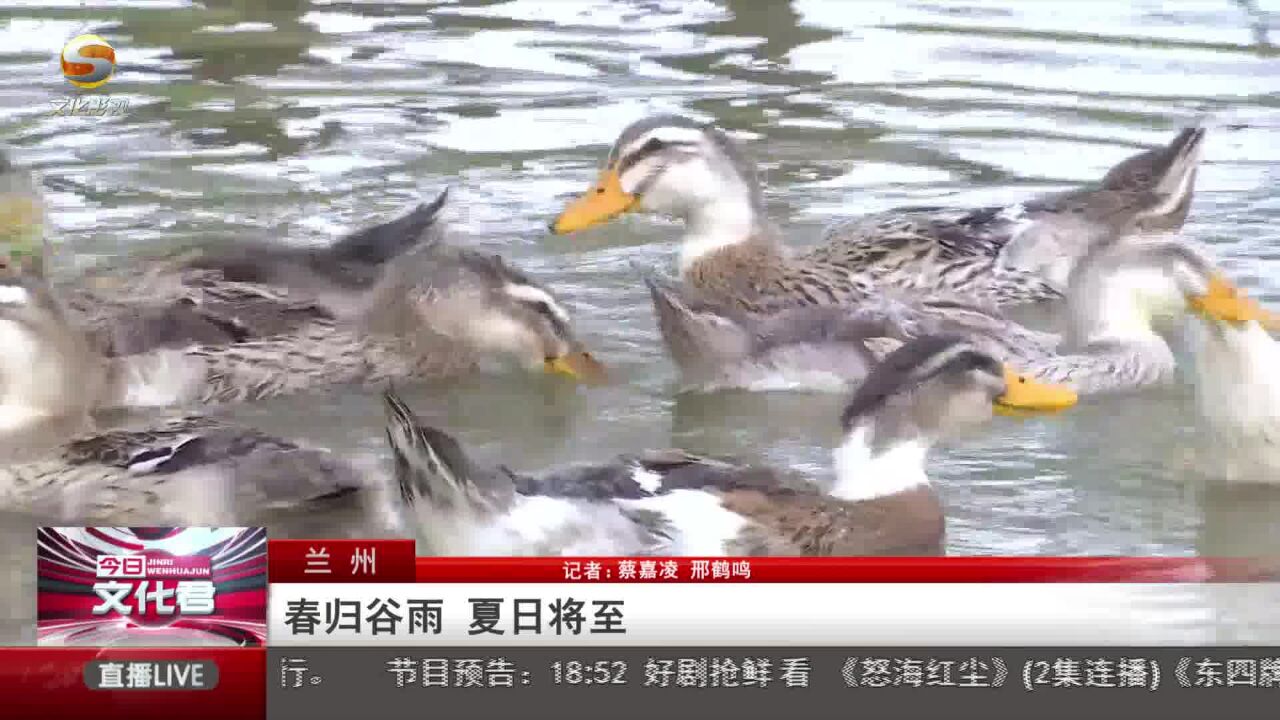 春归谷雨 夏日将至