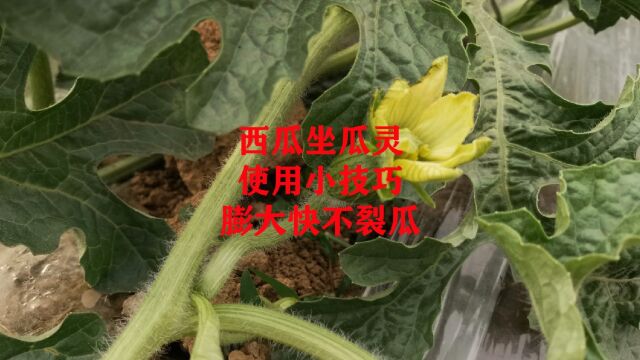 西瓜坐瓜灵使用小技巧,按照这样使用,膨大快不裂瓜