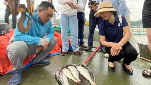 视频 |一尾黄鱼一杯黄汤 平阳县解密科普致富密码