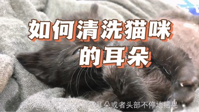 如何清洗猫咪的耳朵