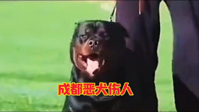 成都大型罗威纳犬恶犬咬伤两岁女童真实事件.监控下的一幕