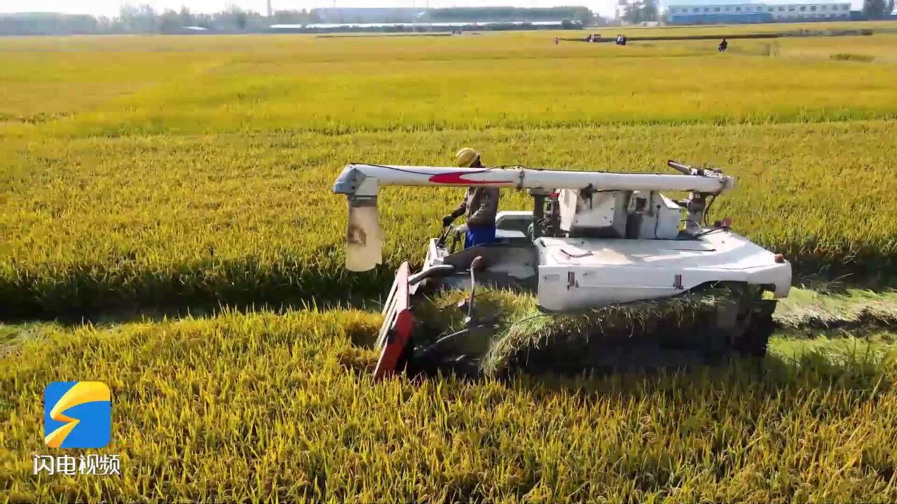 满田尽披黄金甲!“江北稻改第一村”4000亩水稻迎丰收