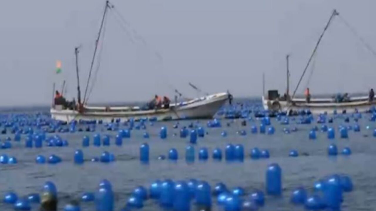 海洋岛地处我国黄海北部得天独厚的自然条件,让扇贝为主的海货尤其鲜美,但是要想养好扇贝需要在水下积累养分整个生长周期都离不开网笼