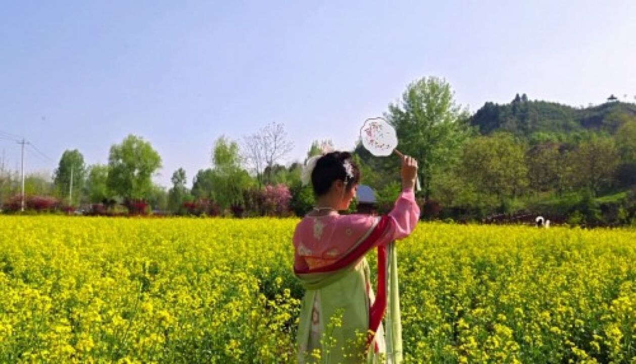 寻找商州最美花海|江山景区沿途油菜花盛放,快来邂逅春天