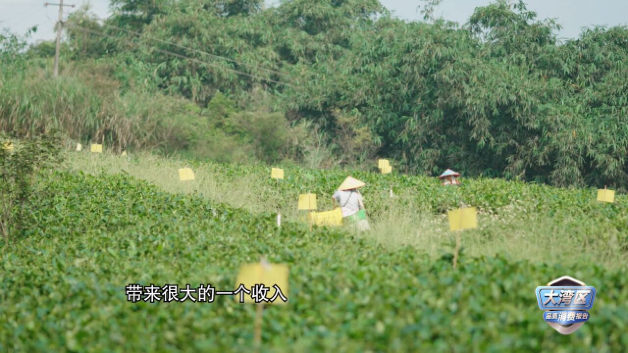 英德红茶联弄带农 品质出圈享誉全球