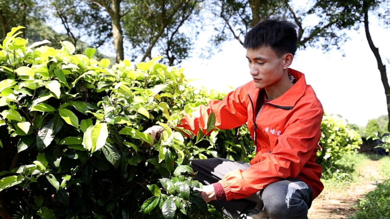 新“清”年:95后汕尾小伙扎根清远,潜心研究英德红茶