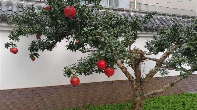 适合庭院种植的树木