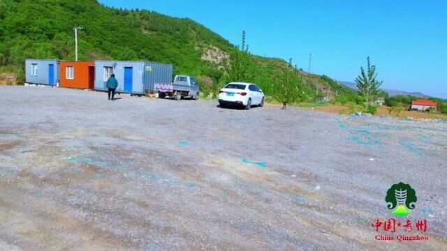 青州曹家庄黄栌花开了,空山青翠间的“烟花”浪漫,快去打卡吧 #山野自然 #我的乡野山居生活 #乡村游