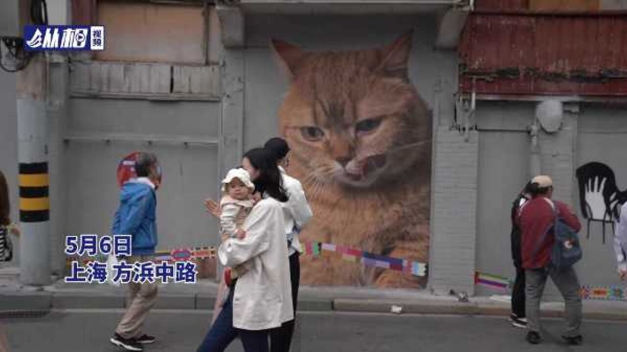 打卡上海“猫街”,聊聊你家猫主子