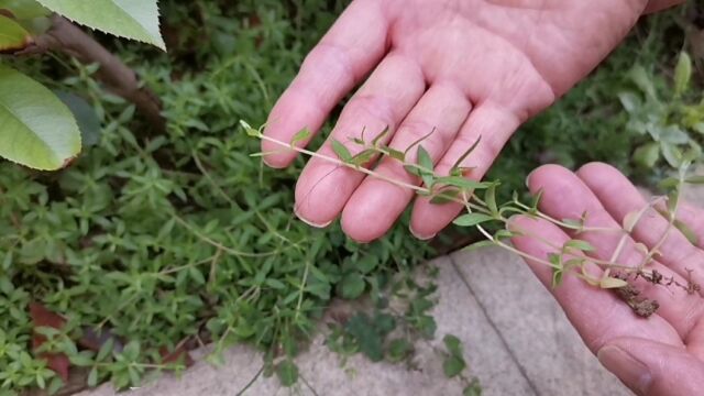 农村常见的垂盆草,抽烟喝酒朋友的福音!你认识吗?