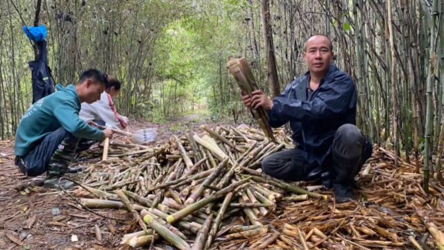 县城最大的竹林拔笋,雨过天晴之后,竹林里全是笋窝,拔得真过瘾