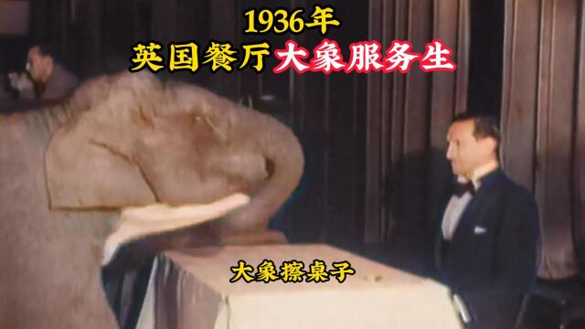 1936年真实影像:餐厅现身大象服务生,服务周到令人大开眼界