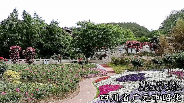 四川广元市昭化区平乐寺 如意花海