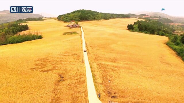 川渝好风光丨浪漫!初夏麦田限定版壁纸上线