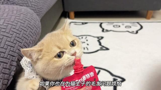 一定要试试哦~#养猫人 #养猫日常 #吃货猫 #铲屎官的乐趣 #瑞梦迪鱼油主食肉包