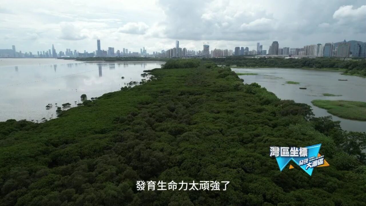 都市里的海上森林:这种树居然长在海水里!