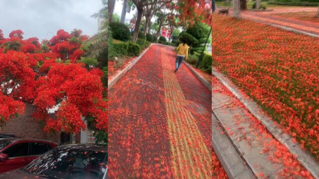 网友拍下雨后的云南街头,红色花瓣散落满地,浪漫前行如走红毯