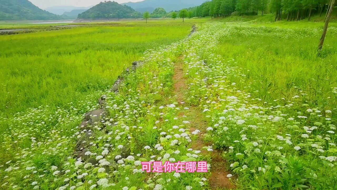 宁波有一处青蒿花海,天然野生,美的触景写诗