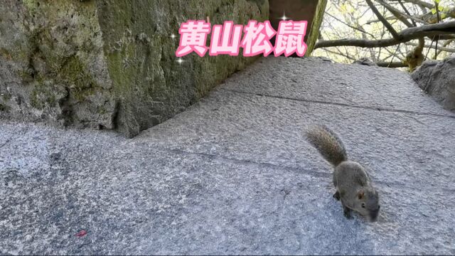 登黄山偶遇松鼠,这个小松鼠太可爱了,萌萌哒.