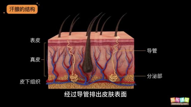 5.3 人体的排泄途径