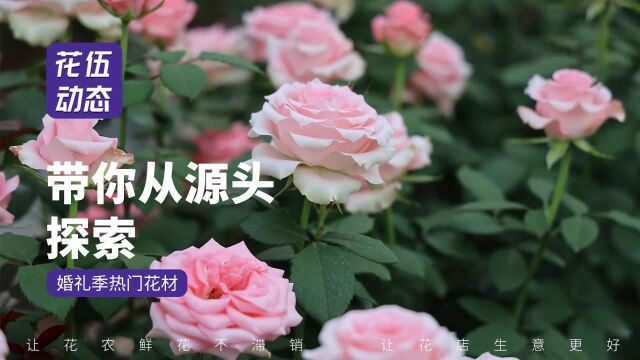 花伍带你从源头探索,婚礼季热门花材!#婚礼季 #鲜花